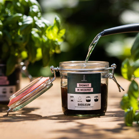 Growkit in duurzame weckpot - Basilicum