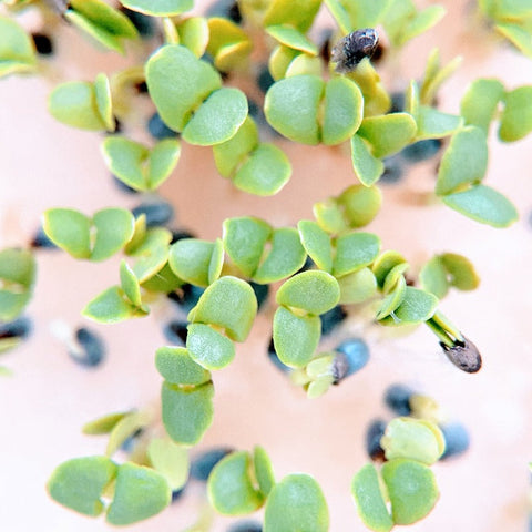 basilicum plantjes kweken