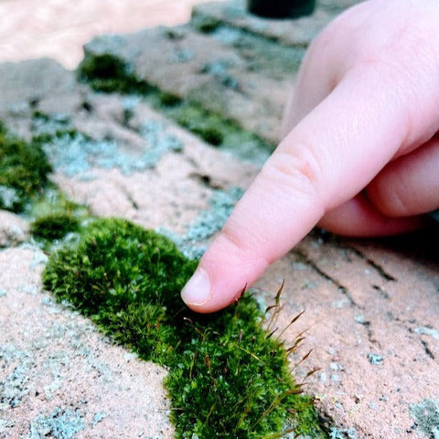 Ontdek natuur in stad kinderen activiteit mos