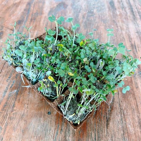 inheemse zaadbommen zelf maken