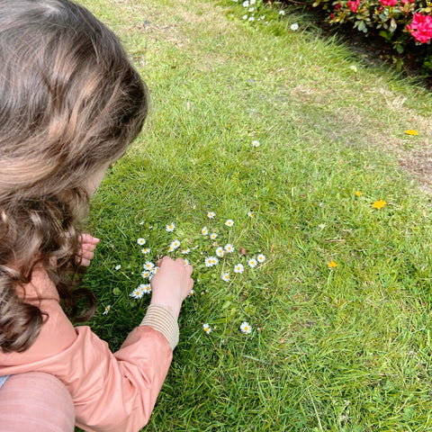 Madeliefjes wildpluk startset