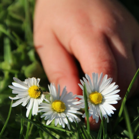 madeliefje wildplukken kinderen