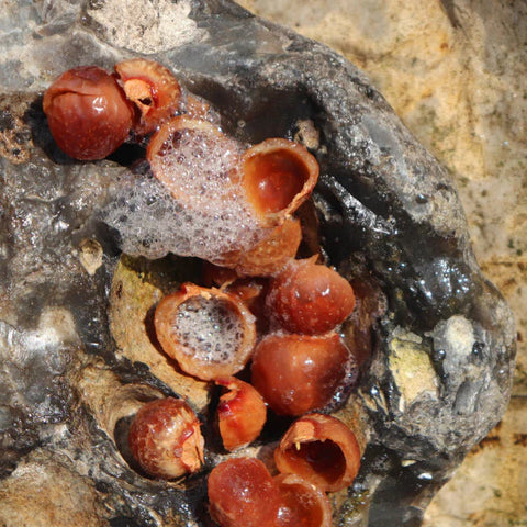 Soap nuts Laundry detergent