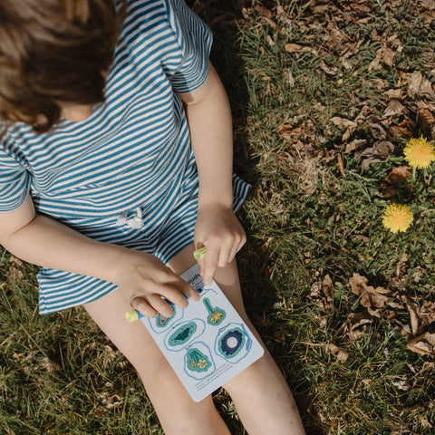 Spriet box lente paardenbloem natuur