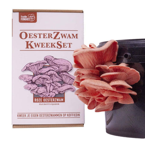 Fryslân Fungies Oesterzwam Starterset - Roze oesterzwam - (Brievenbuspakket)