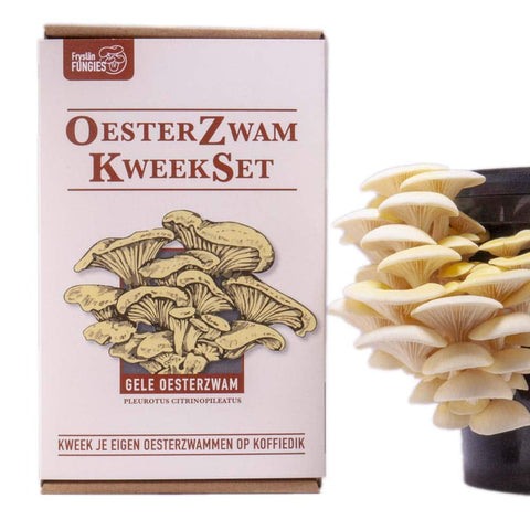 Fryslân Fungies Oesterzwam Starterset - Gele oesterzwam - (Brievenbuspakket)