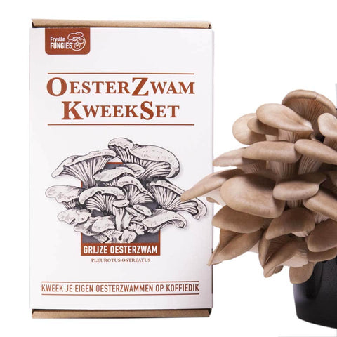 Fryslân Fungies Oesterzwam Starterset - Grijze oesterzwam - (Brievenbuspakket)