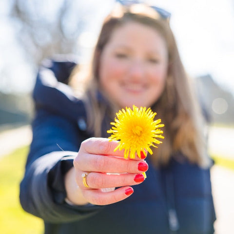 Paardenbloem natuur dichtbij huis