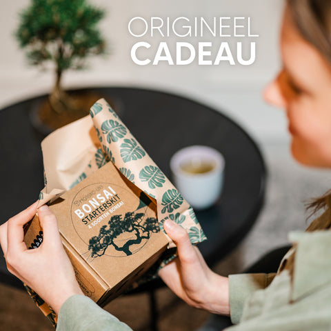 Maak je eigen miniatuurtuin met de Bonsai Starter Kit.