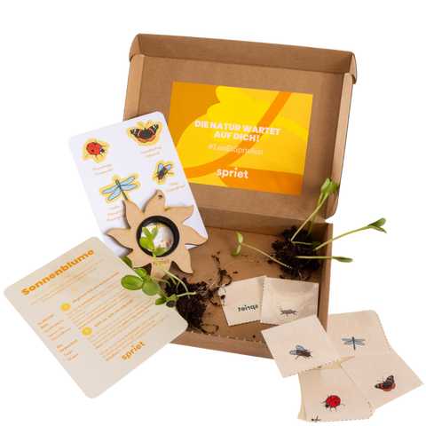 Magische sonne box