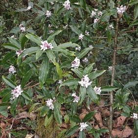 Luna-Leena notitieboek A5 ster - goud - eco papier - handgemaakt in Nepal