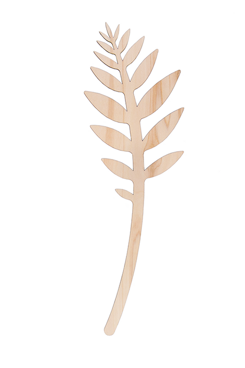 Mexican mountain palm 60cm FSC mix